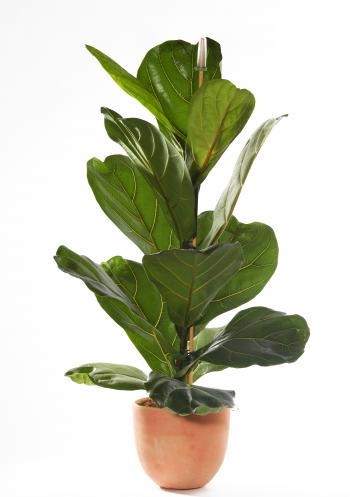 8 Best Indoor Plants & How To Take Care of Them | Architectural Digest