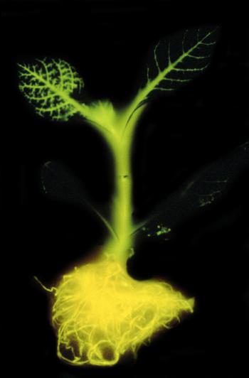 Could glow-in-the-dark plants replace streetlights? | HowStuffWorks