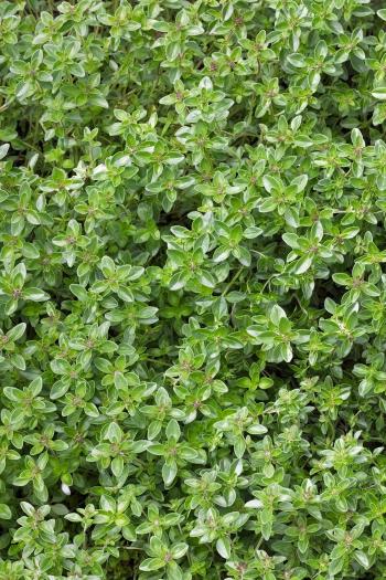 13 Best Ground Cover Flowers and Plants - Low Growing Perennial Flowers
