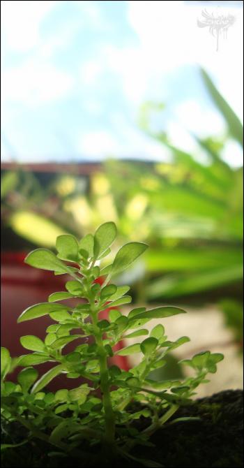 Green Plant