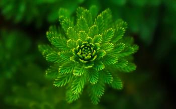 Free stock photo of abstract, green, plant