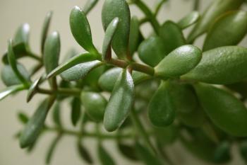 Green Plant Closeup