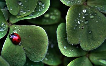 HDR Photography Insects Ladybirds Leaves Plants - WallDevil