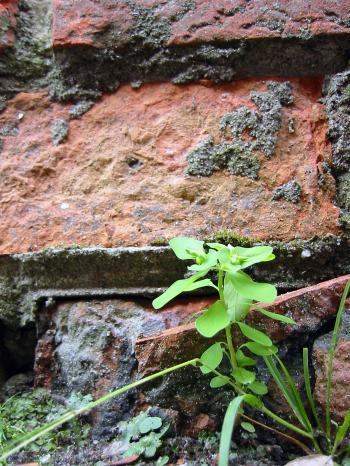 Green plant infront of brick wall