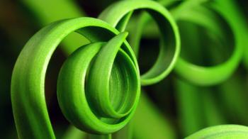 Beautiful Green Plant Macro Big Leaf Wallpaper #10543 Wallpaper ...