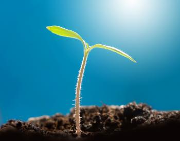How Do Seeds Sprout? | Wonderopolis