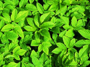 Green plants texture background