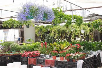 Mini Monets and Mommies: Living Art: Kids' Green Activity with Plants