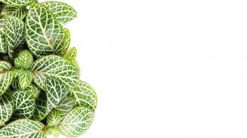 Isolated Green Plant Leaves Providing Copy-space Against a White ...