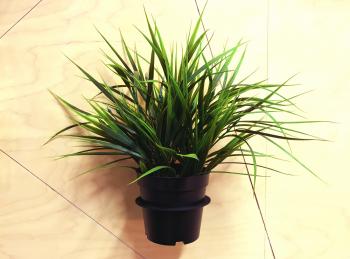 Green Pot Plant