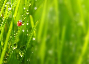 Grass: Bokeh Green Rain Nature Drops Splendor Ladybug Water Rainy ...