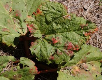My rhubarb leaves are turning red - Ask an Expert