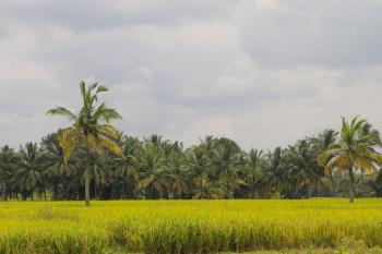 Green Rice Field Photo