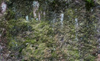 Green Moss on Rock