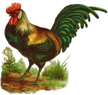 Green Rooster