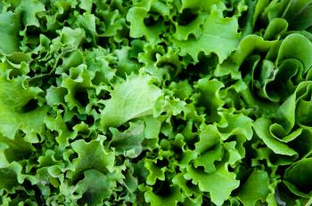 Green salad lettuce