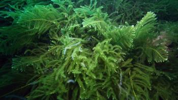 Green seaweed on ocean floor Poor Knights Islands, New Zealand Stock ...