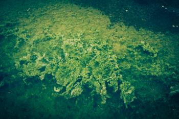Green Seaweed Background