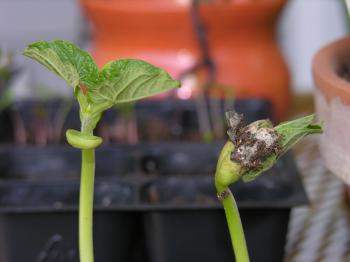 Green Bean, Sunflower, and Marigold Seedlings | hugging you GOODBYE