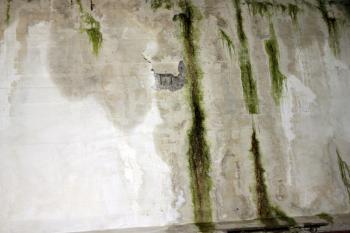 Green slimy concrete wall