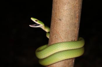 Green Snake