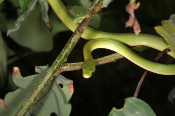 Green Snake