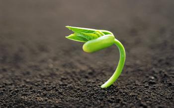 Green sprout hd wallpaper | 1920x1200 | Gludy