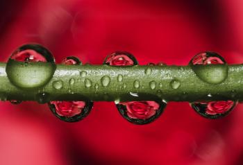 Green Stem With Dew Droplets