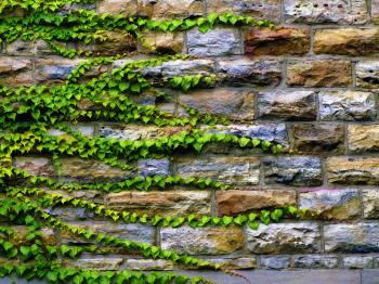 ivy growing on stone wall | 4th Wall Dramaturgy