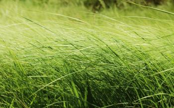 Macomb Lawn Ordinance Back In Effect | Tri States Public Radio