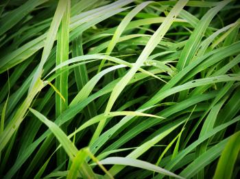 Green Tall Grass