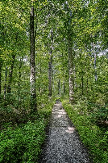 Trail Through Tall Trees | Edward Byrne: Photography Journal, 2013