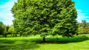 Green Tree, Spring ❤ 4K HD Desktop Wallpaper for 4K Ultra HD TV ...