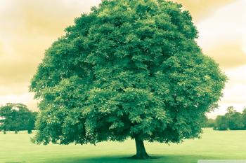 Green Tree ❤ 4K HD Desktop Wallpaper for 4K Ultra HD TV • Wide ...