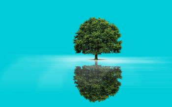 Green Tree & Aqua Lake Reflect wallpapers | Green Tree & Aqua Lake ...
