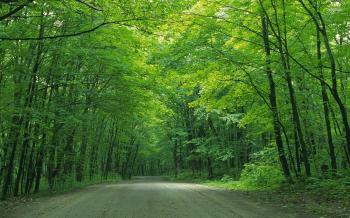 Green Tree Wallpaper | landscapes | Pinterest | Wallpaper and Hd ...