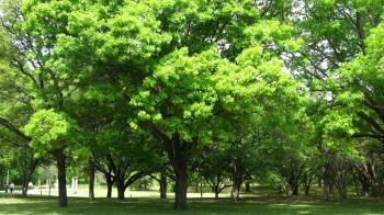 Plant a tree on Green Seattle Day