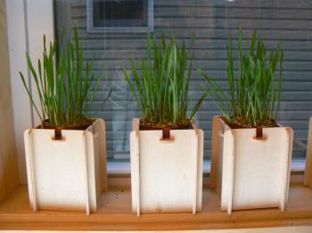 Tiny Green Trees Children's Center - Nature Based Child Care ...