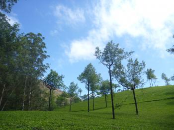 Beautiful Landscape Green Trees : Public Domain Pictures