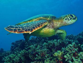 Hawaiian green turtles - leatherback sea turtle, The following ...