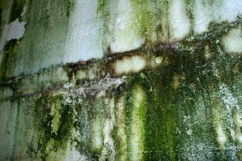 Green wall texture