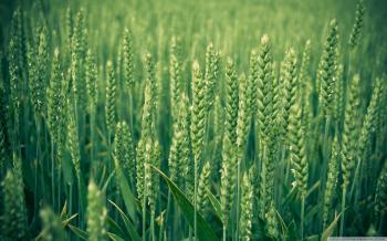 Green Wheat ❤ 4K HD Desktop Wallpaper for 4K Ultra HD TV • Tablet ...