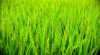 Green Wheat Field during Daytime