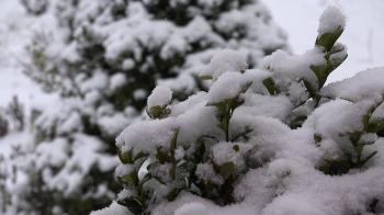 ULTRA HD 4K Close up snow flake fall green leaf bush winter cold ...