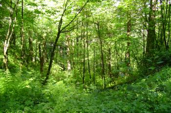 Ancient wooded green | Serendipity