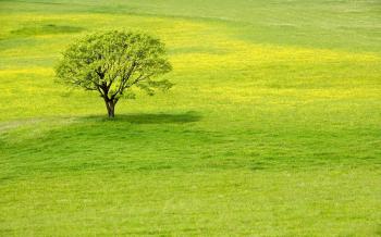 2560x1600 Greenery Backgrounds by Jake Vargo