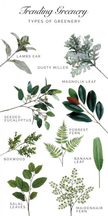 A Guide to Trending Greenery. Types of greenery that are trending ...