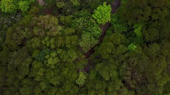 Lush green forest on top of hill, aerial view, spinning camera ...