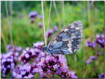 Grey and Blue Butterfly on Purple Flower during Daytime