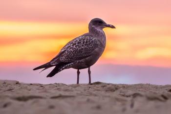 Grey Bird on White Beach Sand